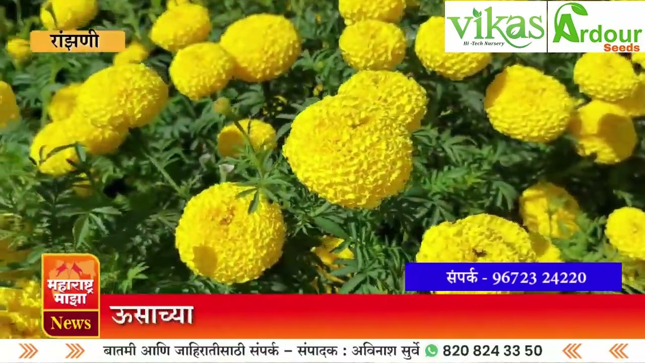 Dream yellow | झेंडू लागवड | विकास हायटेक नर्सरी | 👌कमी खर्चात जास्त नफा देणारी झेंडू फुल शेती