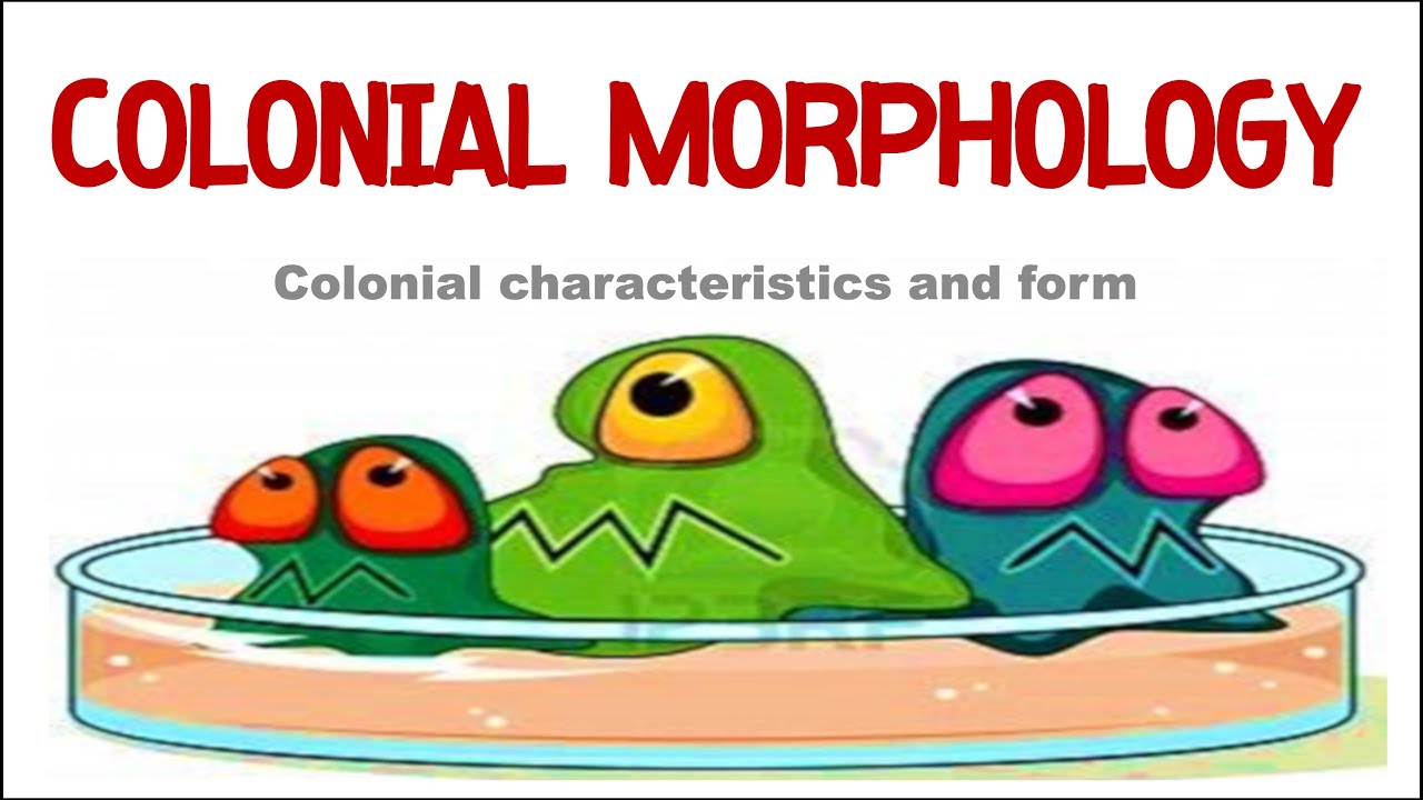 COLONIAL MORPHOLOGY