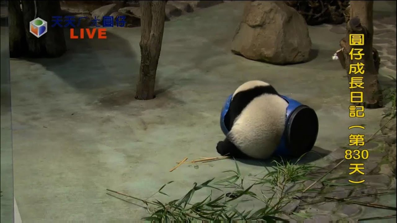 10/14/15 80公斤的圓仔還能塞進小藍桶