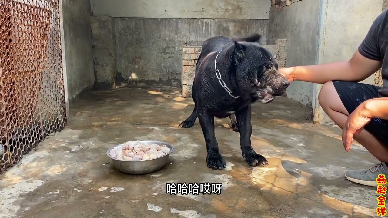 加纳利闪电到新家第一次吃鸡头，120个鸡头备用，看看能吃多少