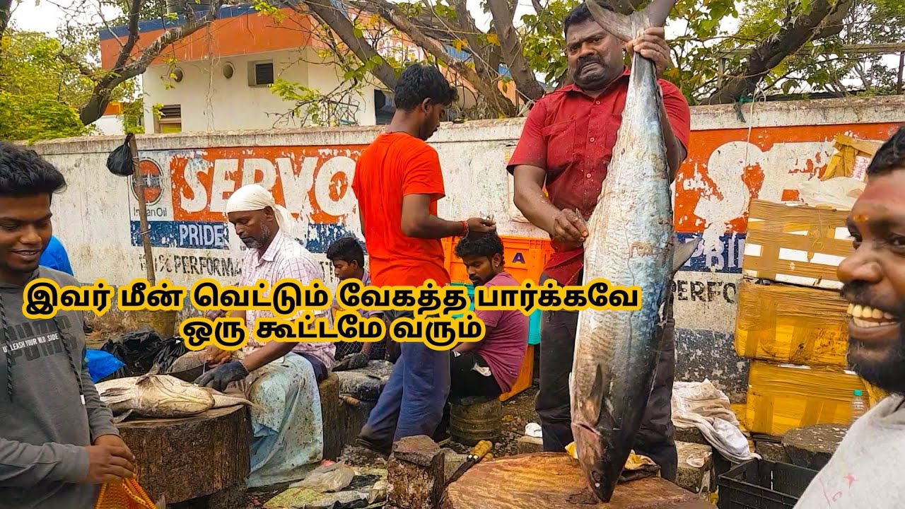 வஞ்சரம் மீன் | 20 KG | PER KG 800 VANJARAM FISH | KASIMEDU SELVAM |