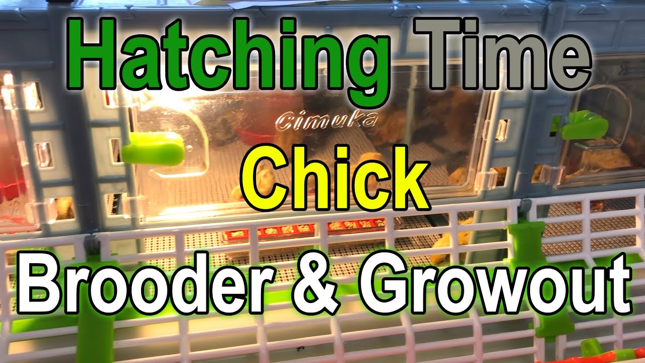 Брудер и клетки для выращивания цыплят Hatching Time