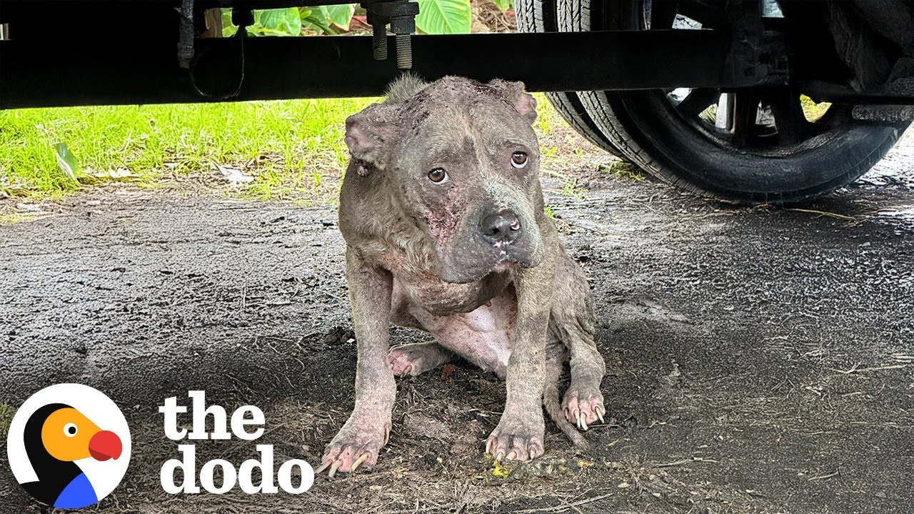 Skinny Stray Pittie Shows Up On Woman's Doorstep During Hurricane | The Dodo