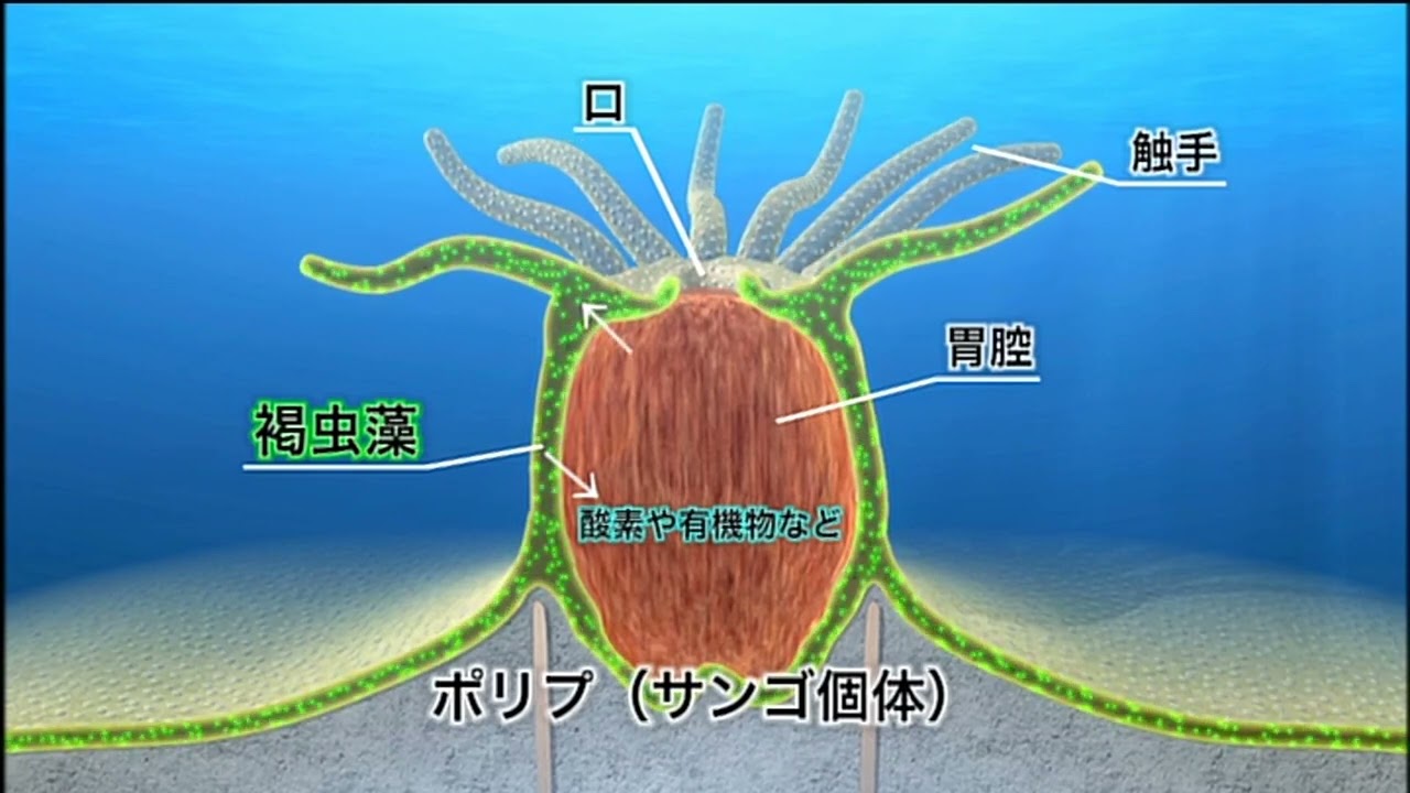 6 サンゴ礁内の生物