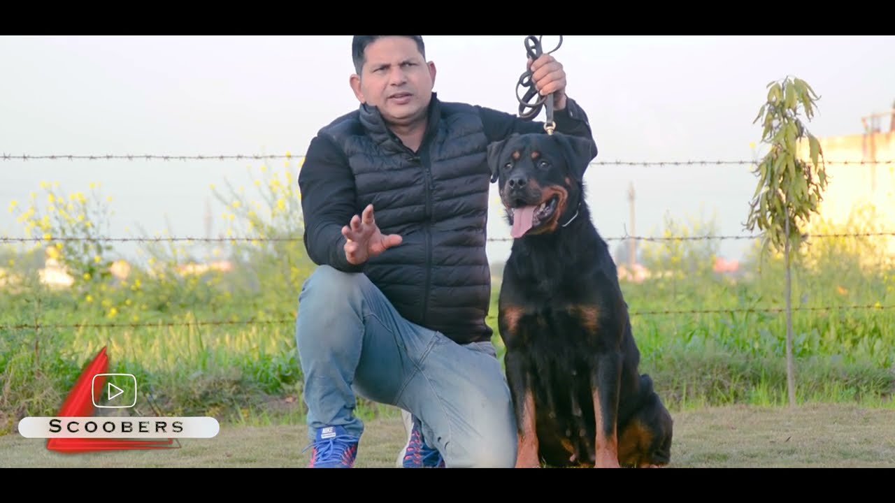 Haryana ~ Tyagi’s Rottweilers Kennel | Kennels Adult Female Dogs | Scoobers