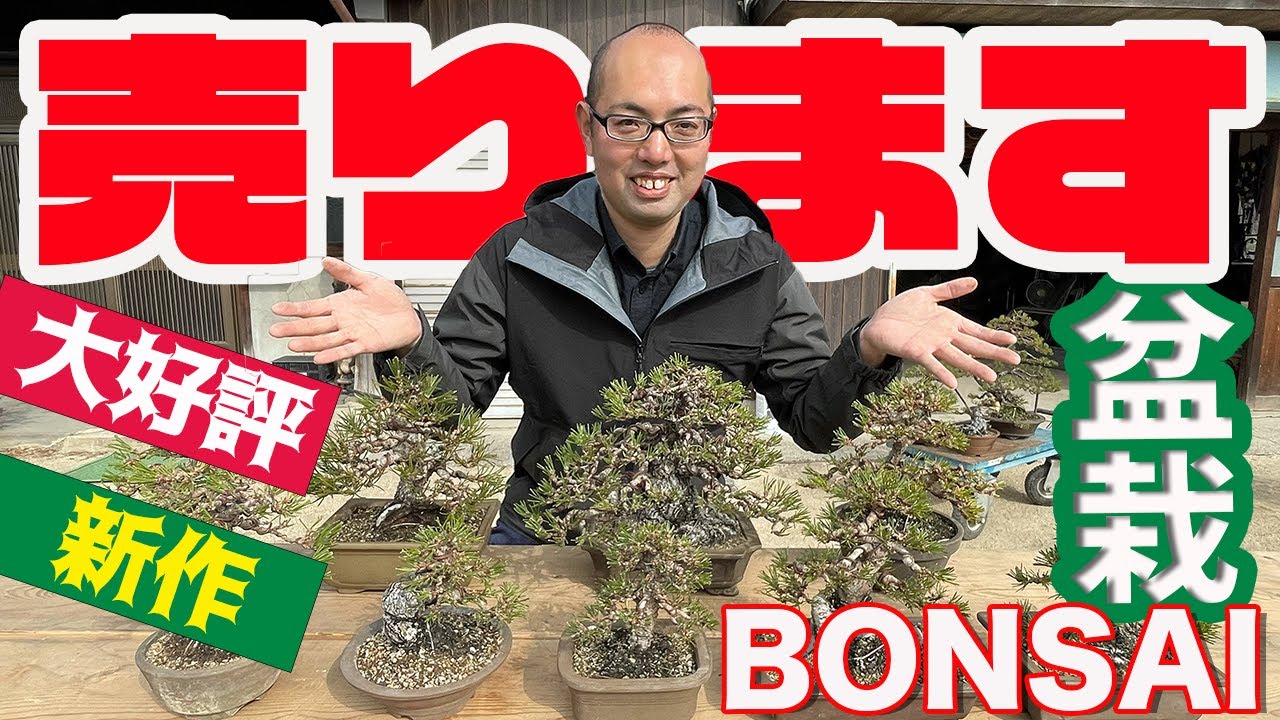 【大好評】売ります！冬に針金をかけた小品盆栽9本