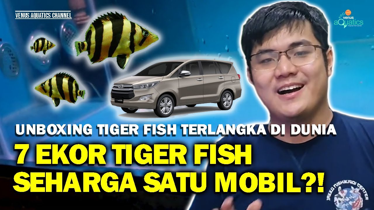 UNBOXING DATZ SIAM DATNIOIDES PULCHER IKAN TIGER FISH TERLANGKA DI DUNIA!!