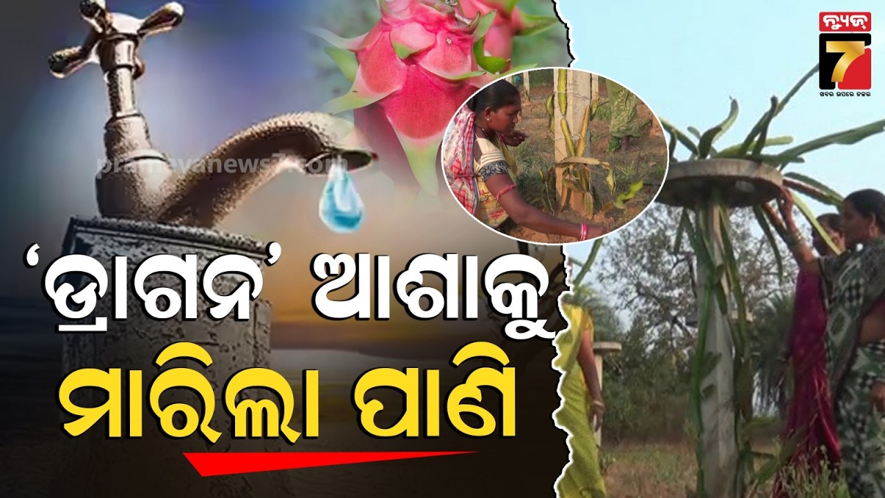 ରାୟଗଡ଼ାରେ ଡ୍ରାଗନ ଫ୍ରୁଟ୍ ଚାଷୀଙ୍କ ଆଶା ଭଙ୍ଗ | Dragon Fruit Dreams Wither in Rayagada
