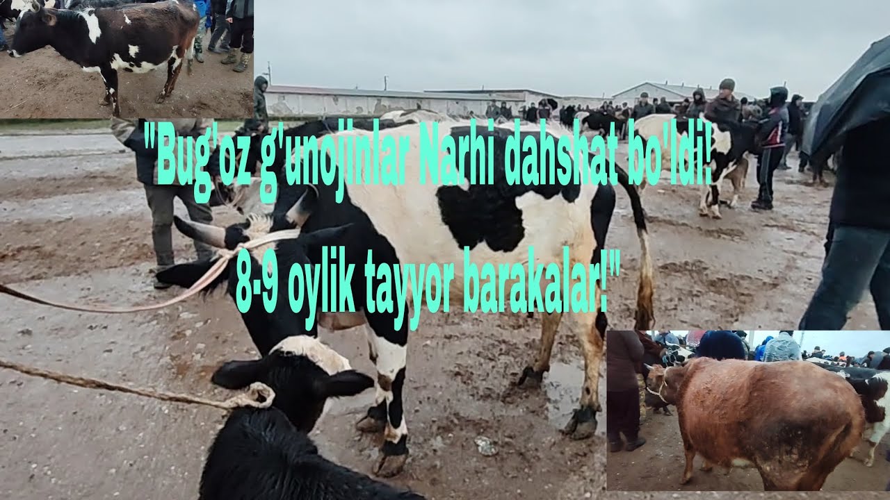 Jizzah v Pahtakor tumani mol bozori 