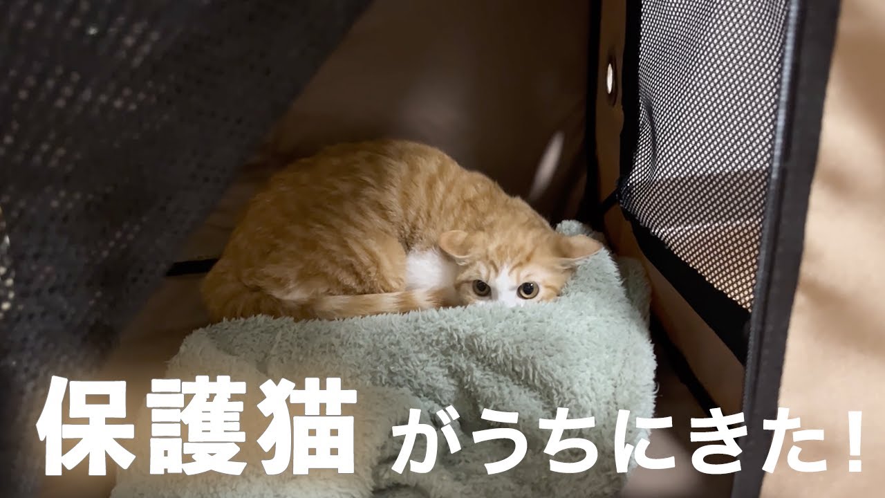 保護猫がうちに来た！