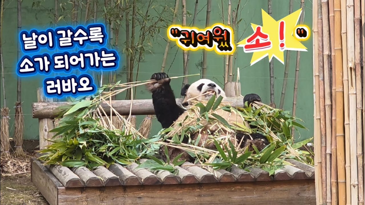 2026.03.03. 러바오의 하루
