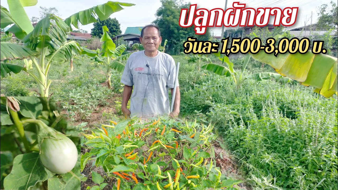 ปลูกผักขาย พริก มะเขือ ผักสวนครัว รายได้ 1,500-3,000 บาทต่อวัน