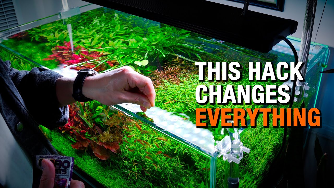 This AQUARIUM HACK Changes Everything (You’ll Never Go Back)