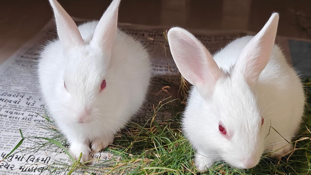 Radha Krishna Pets 🐇 | Cute Rabbit Shorts & Care Tips