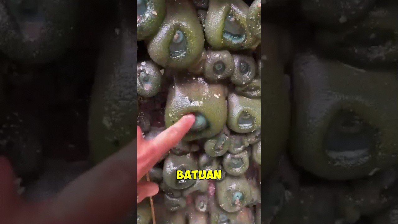 Don't touch this creature😱