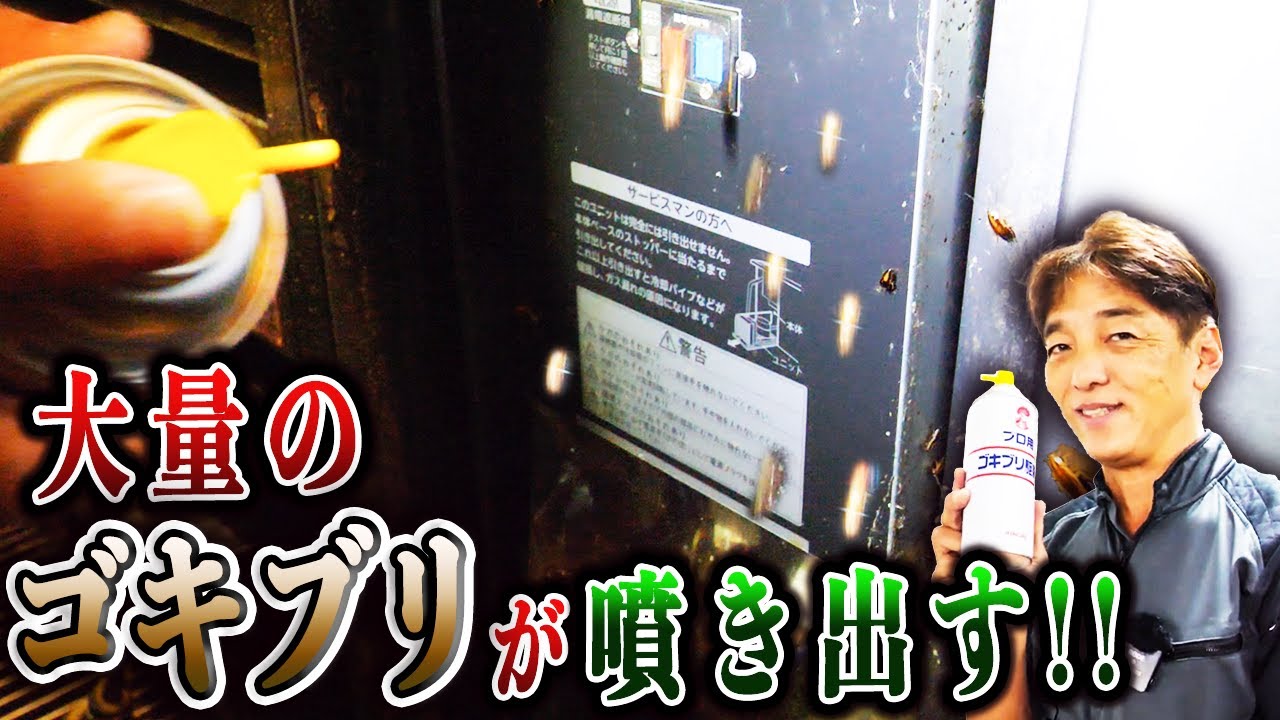 【ゴキブリ大量発生】ゴキブリを刺激したら吹き出して大パニック【チャバネゴキブリ】【飲食店】【クリーンライフ】【ゴキブリ博士】