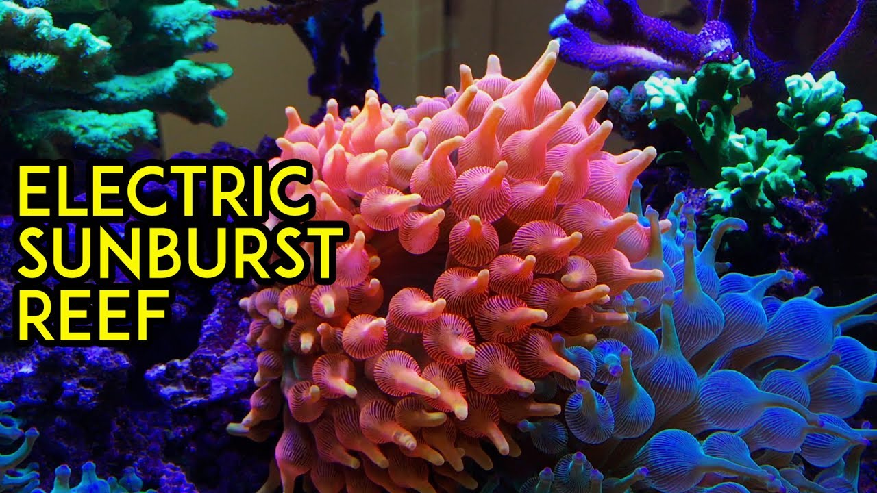 Electric Sunburst Reef by Premier Fish & Reef, Aquarium Tour