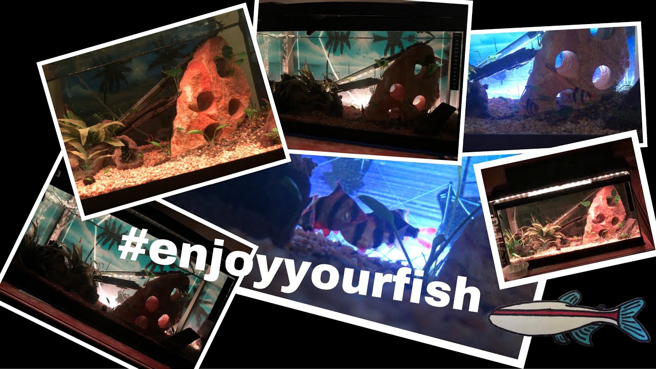 Take time everyday to Enjoy your Fish #enjoyyourfish | SL30 #Shorts | SL30 Aquatics