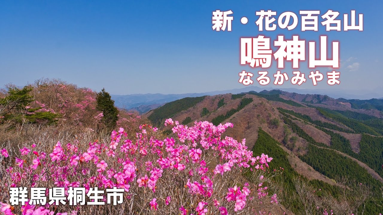 【新・花の百名山】4K 【鳴神山】花と沢の音色と新緑のハイキング！これから【カッコソウ】群馬県桐生市