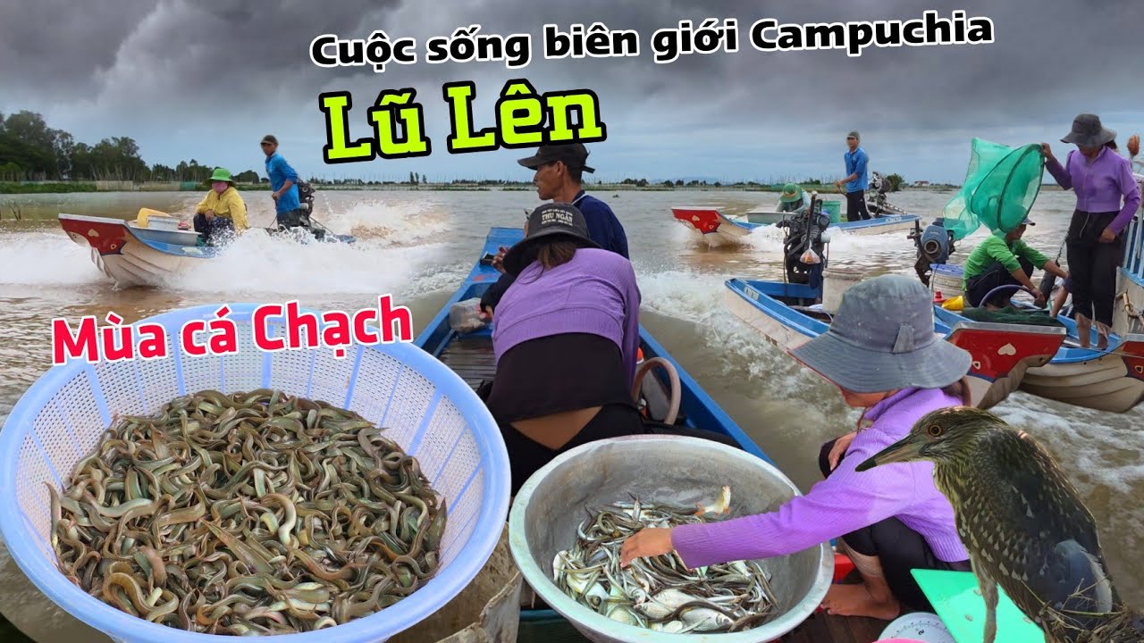 Lũ lên bội thu Cá Chạch Đồng mùa nước nổi - Cuộc sống biên giới Campuchia