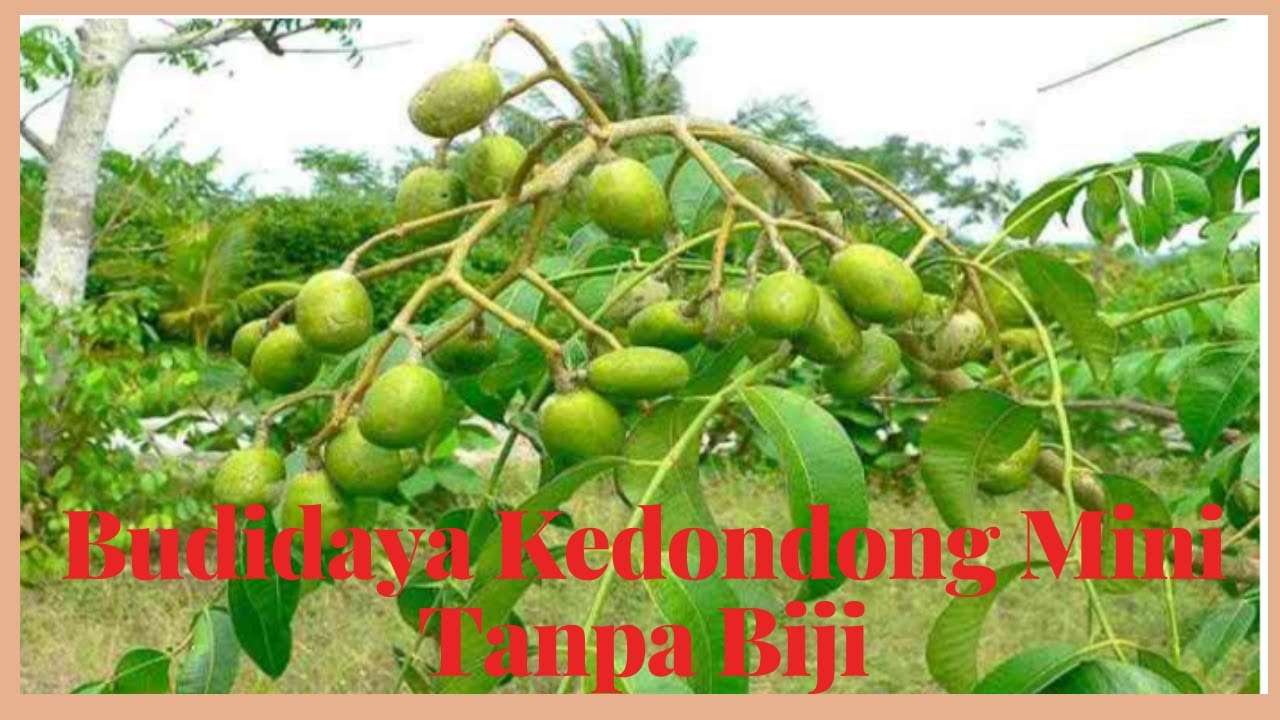 Budidaya Kedondong Mini