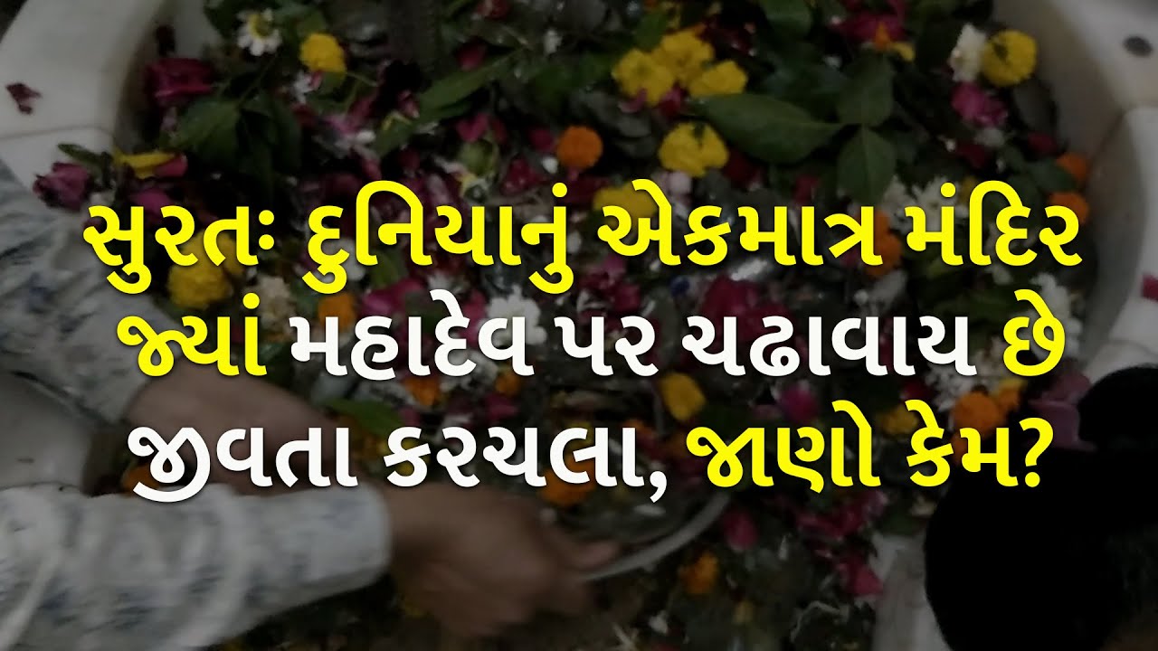 સુરતઃ દુનિયાનું એકમાત્ર મંદિર જ્યાં મહાદેવ પર ચઢાવાય છે જીવતા કરચલા, જાણો કેમ? | Temple | Shiv |