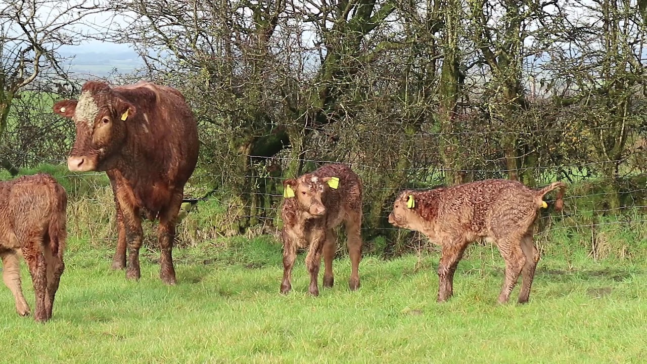 BETTER farm update: Wesley Browne in Co Monaghan