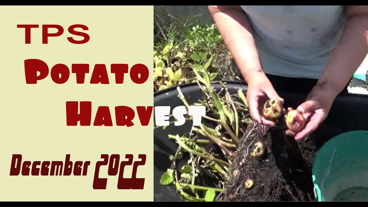 First TPS potato reveal of the season, Dec 2022