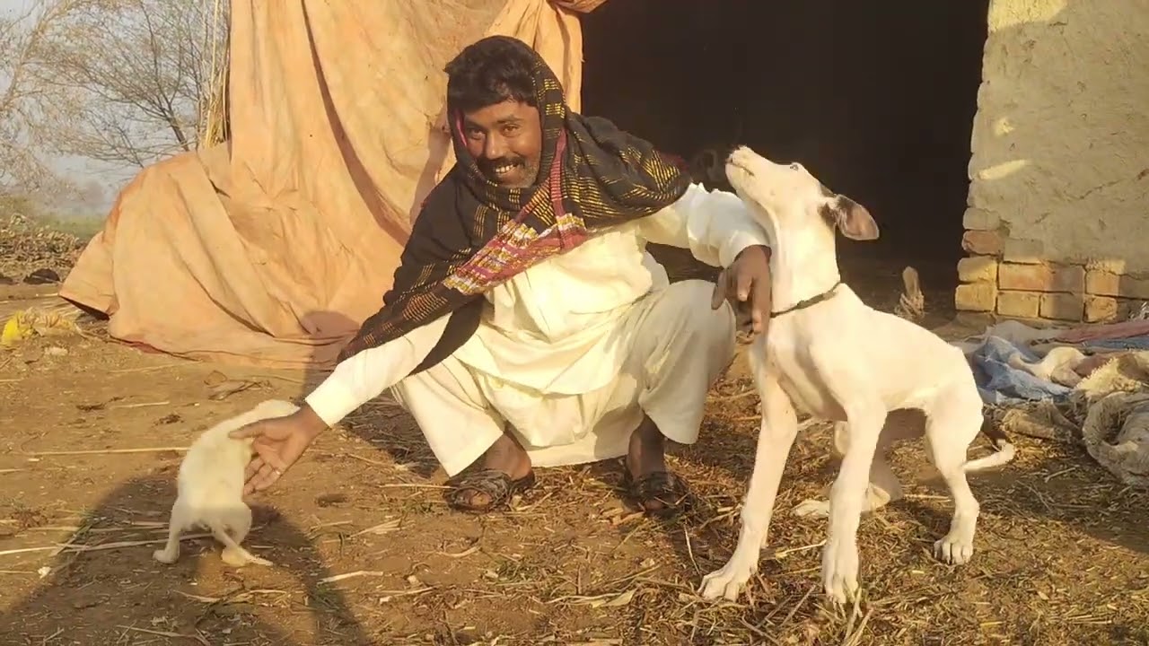Babbli, Teeto, Keery new pet dogs #dogname #lifespan #dogfans #petdog #historia #dog #dogs #petdogs