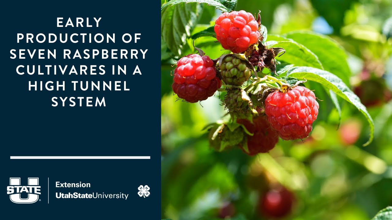 Early Production of Seven Raspberry Cultivares in a High Tunnel System
