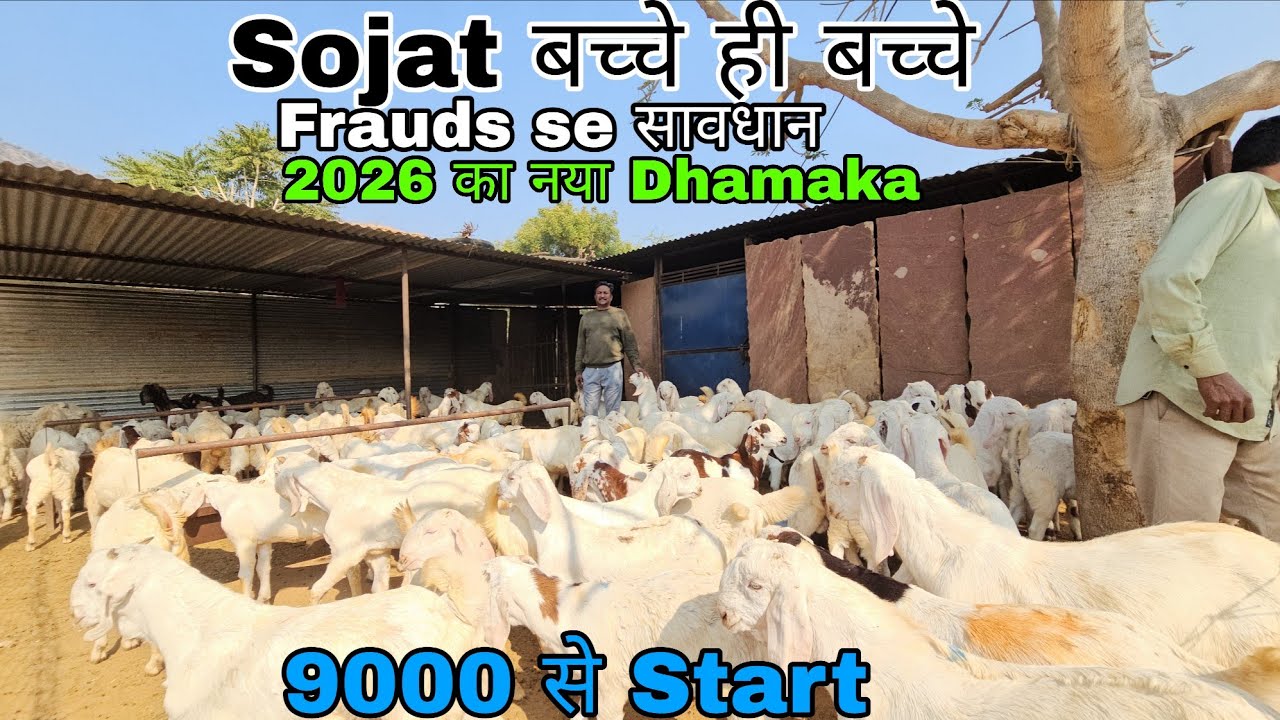 Dhamaka 2026 Ka 100+ Sojat Kids for sale 9000 से Start Iqbal Bhai Ajmer #bakripalankaisekre #farming