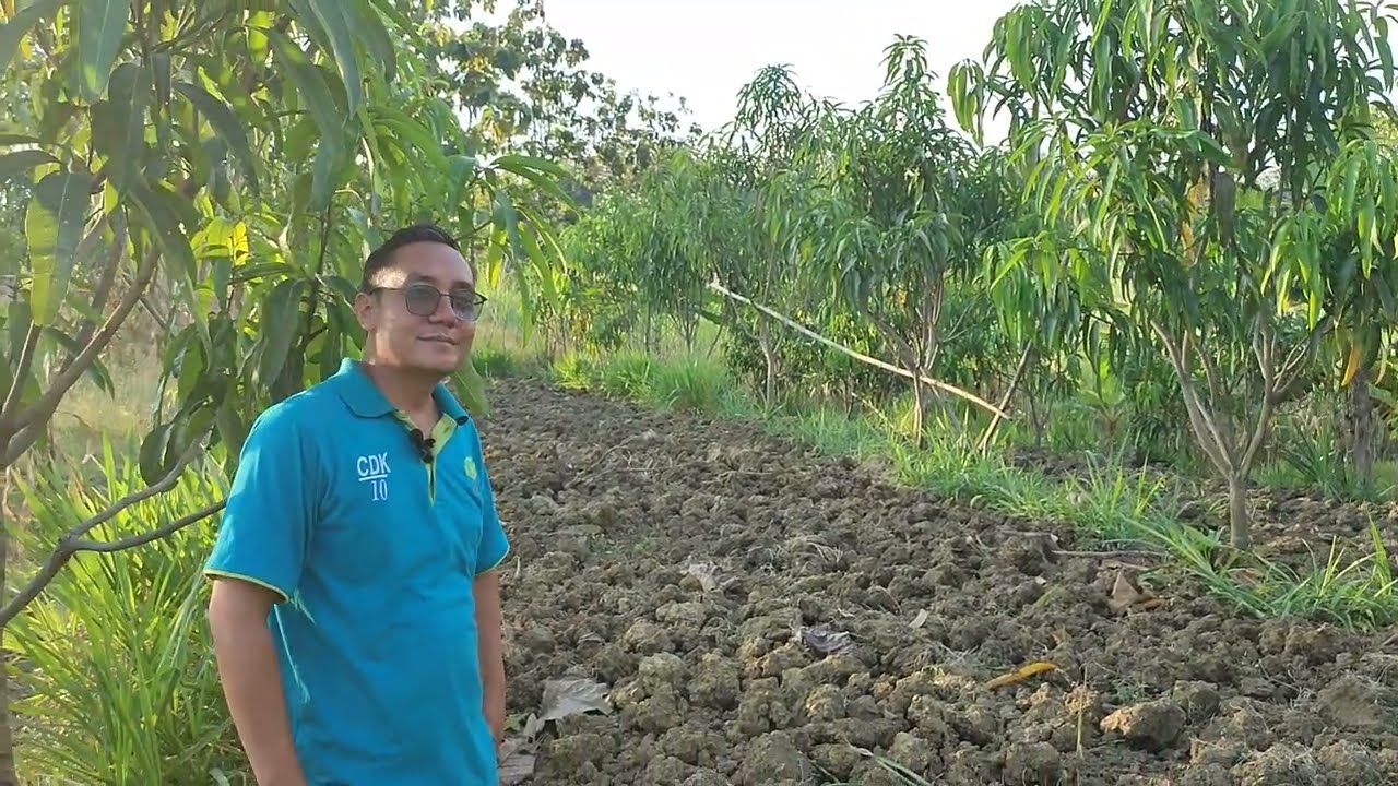 Kebun Mangga Red Ivory di desa kawasan tengah hutan Sragen