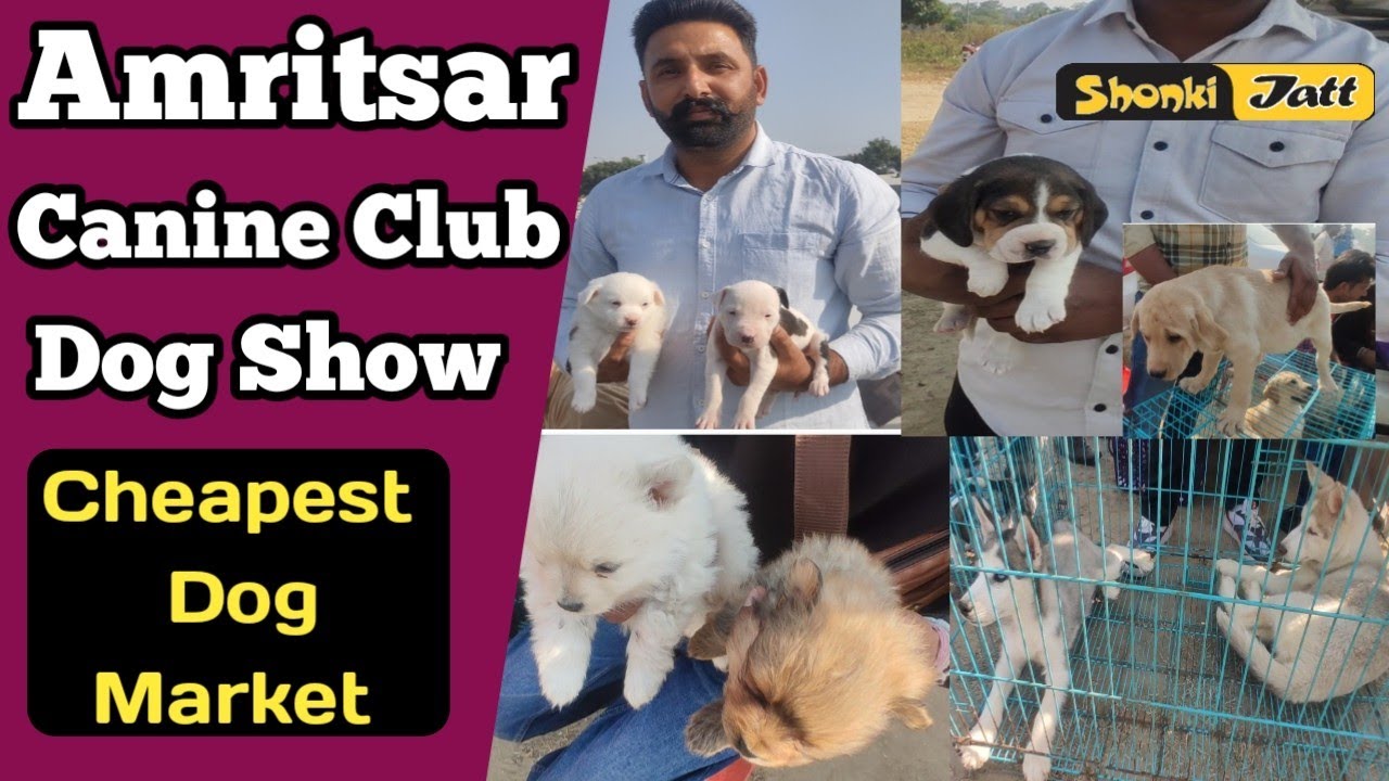 Amritsar Canine Club Dog Show (21-11-2021) ! Cheapst Dog Market in Amritsar