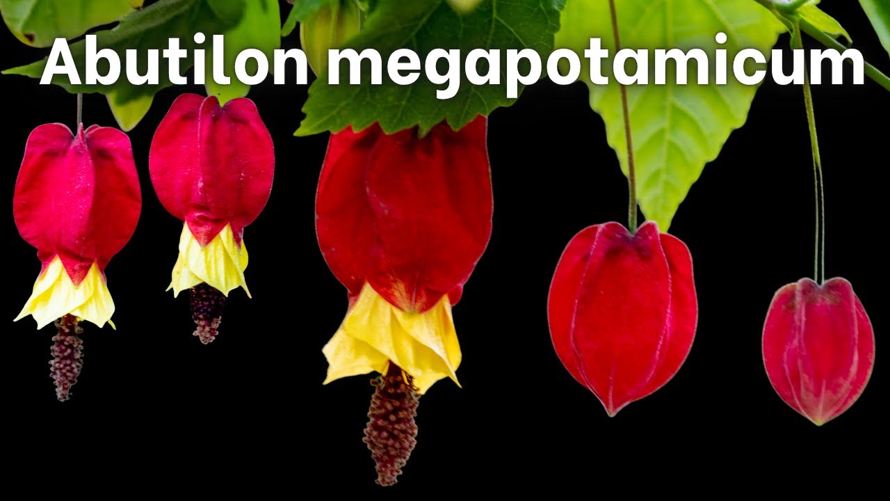 How to grow Abutilon megapotamicum