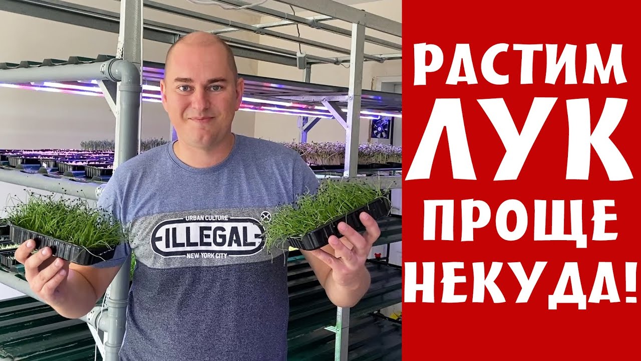 Микрозелень ЛУК, технология выращивания - как вырастить микрозелень без удобрений