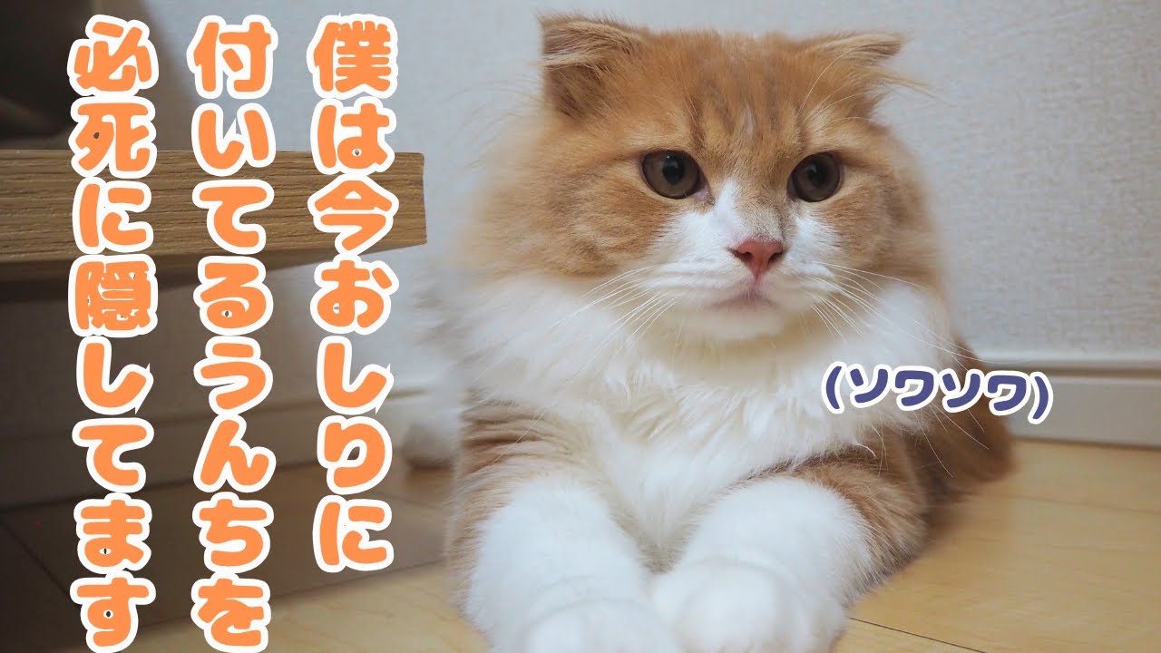 必死にお尻を隠す子猫が可愛すぎた！［スコティッシュフォールドのタリ］