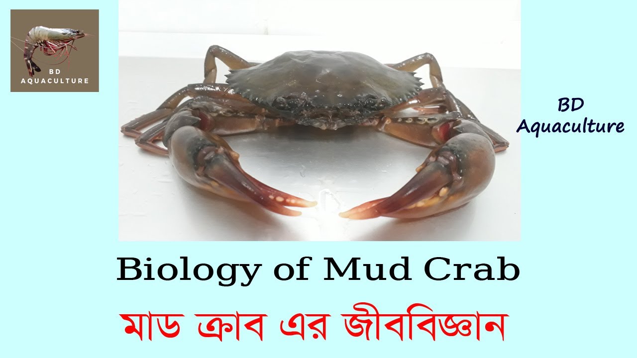 কাঁকড়ার জীববিজ্ঞান । Life Cycle of Mud Crab । Mud Crab। Biology of Mud Crab ।