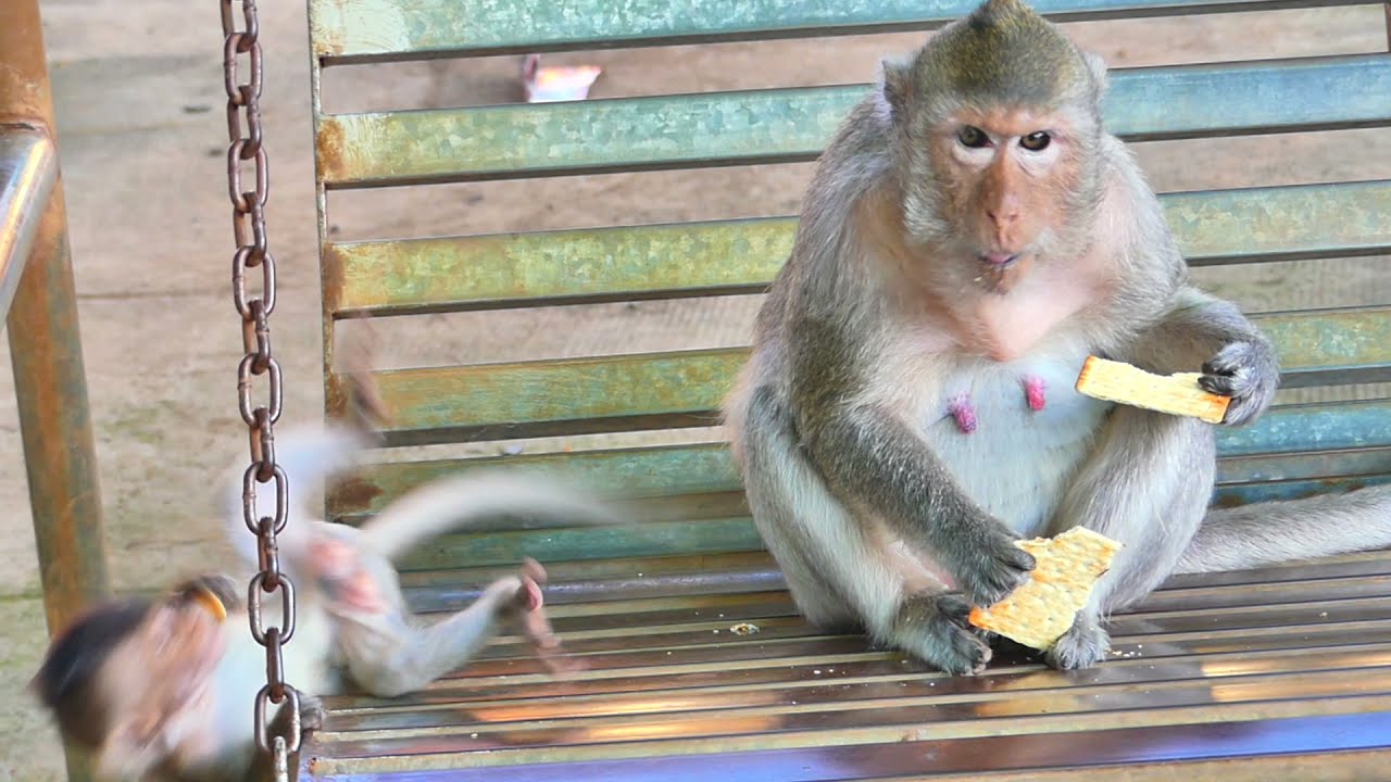 Baby monkey Emma in the clip funny and sad  - [Emma monkey TV]
