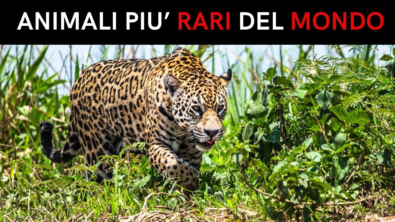 9 ANIMALI pi&ugrave; RARI al MONDO - esistono meno di 100 ESEMPLARI