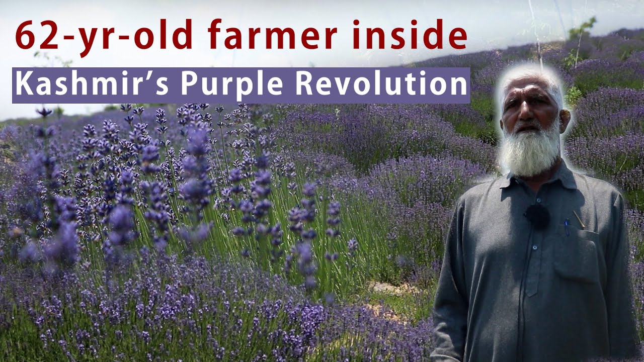62-yr-old farmer inside Kashmir’s Purple Revolution