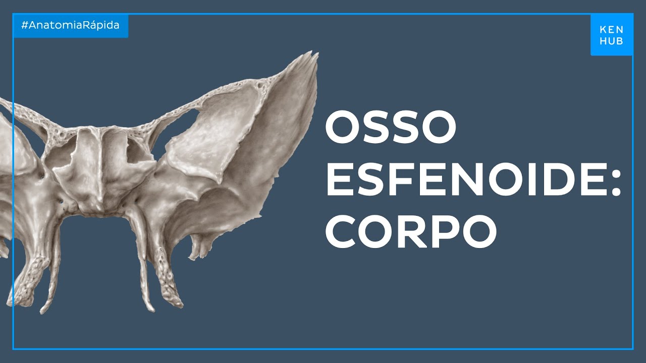 Corpo do osso esfenoide - Anatomia Fácil | Kenhub