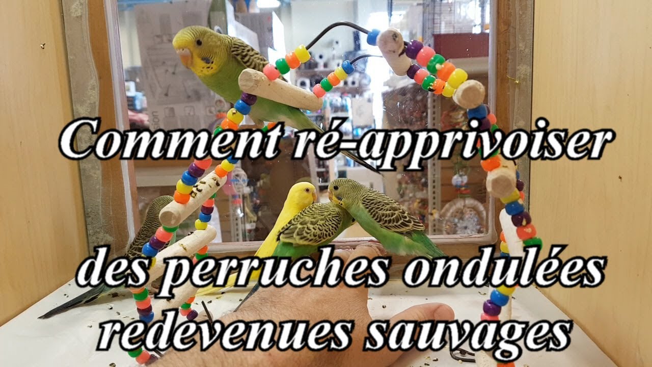 Comment apprivoiser des perruches ondulées redevenues sauvages - How to Tame Wild Budgies