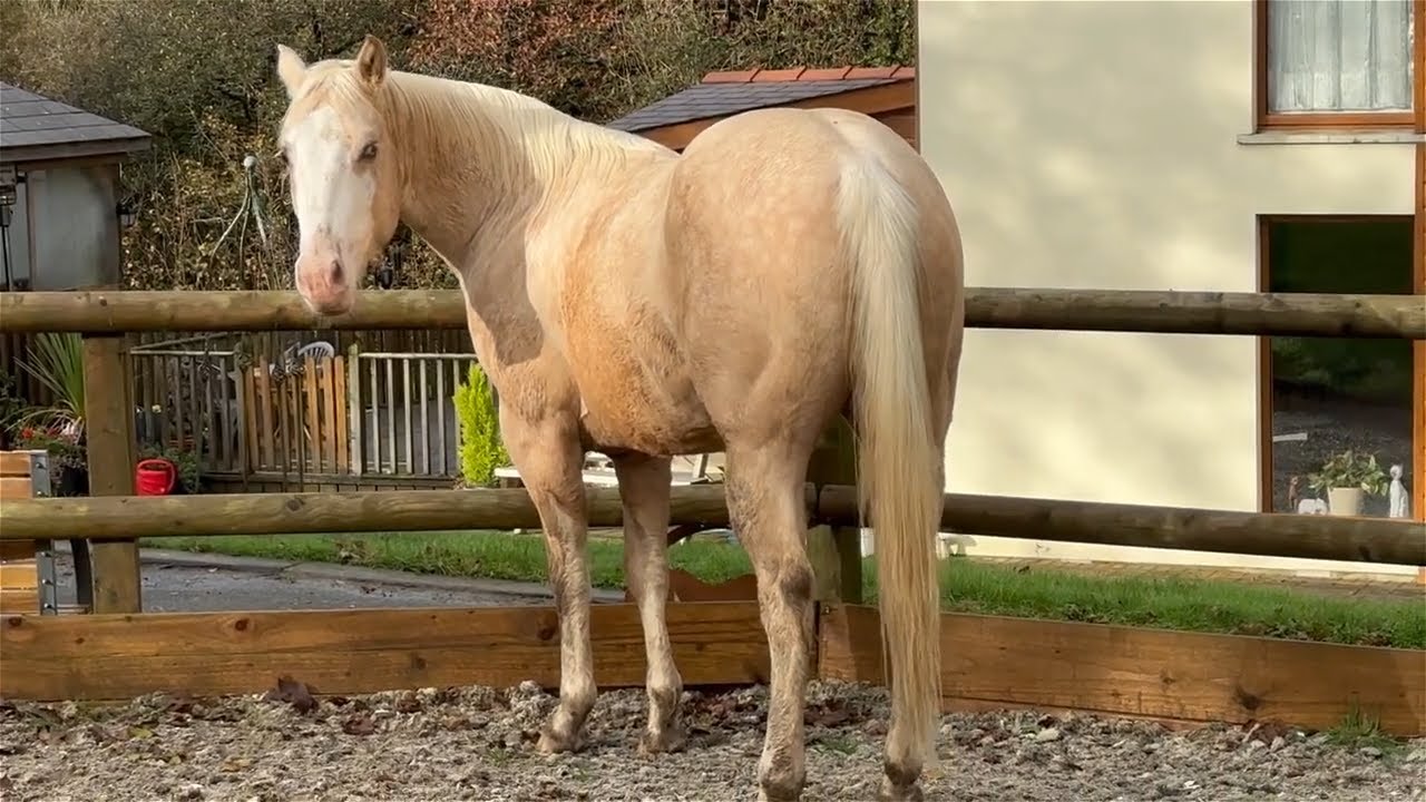 How Well Can You Read Horses??