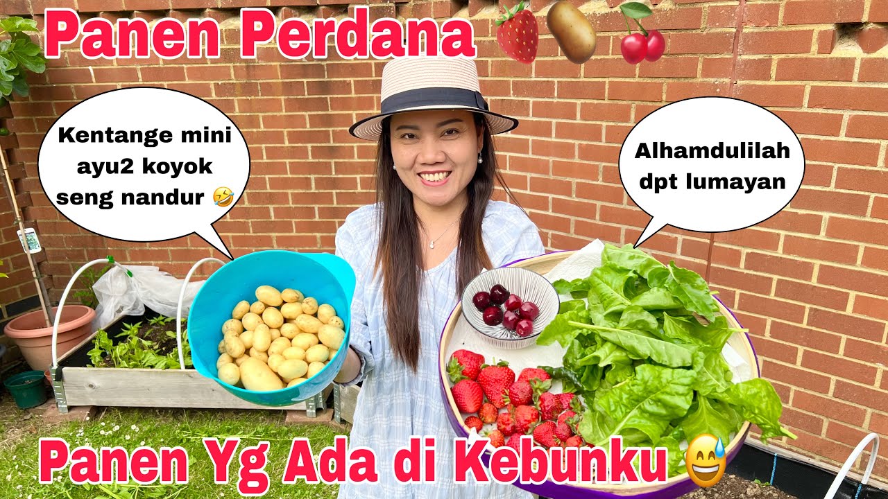 Panen Perdana! Akhirnya panen strawberry Cherry Kentang & Bayam
