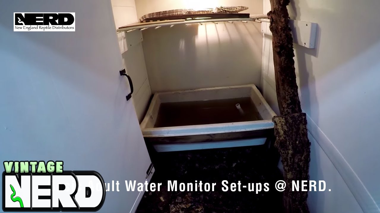Basic Adult Water Monitor Set-Ups @ NERD.