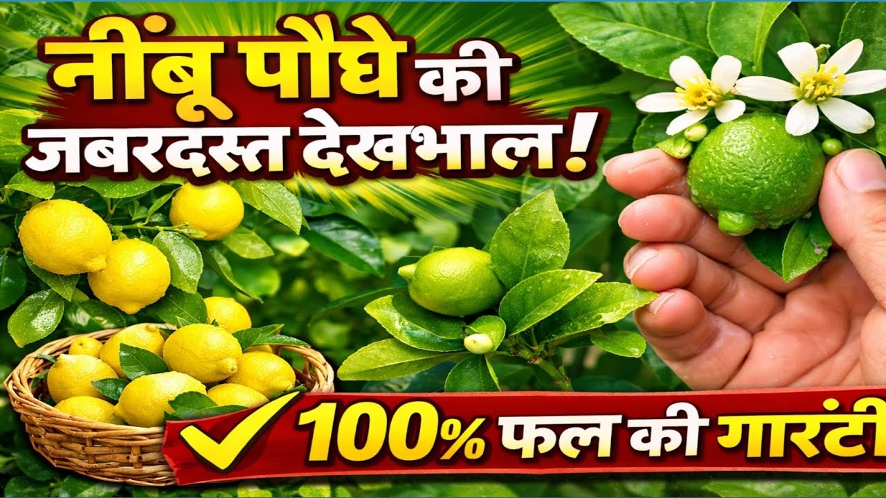 नींबू पौधे की पूरी देखभाल | ज्यादा फूल और 100% फल पाने का आसान तरीका