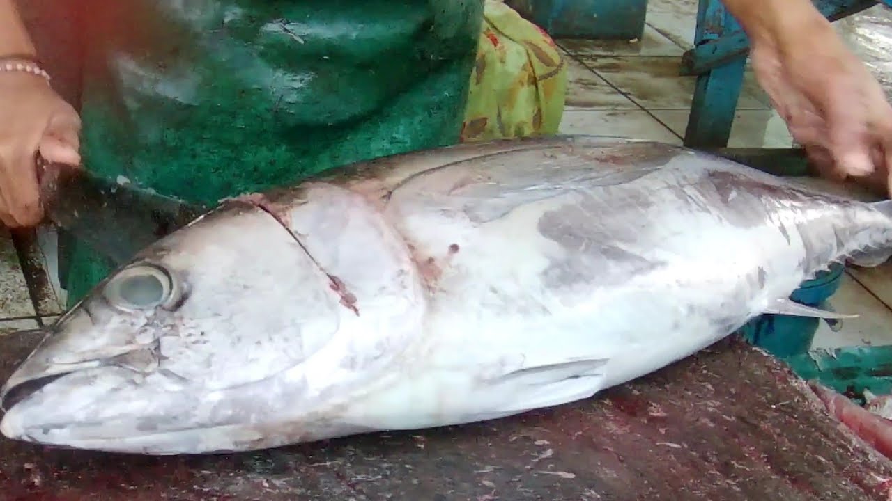 Baby Tuna - Keterampilan Memotong Baby Tuna Sirip Kuning