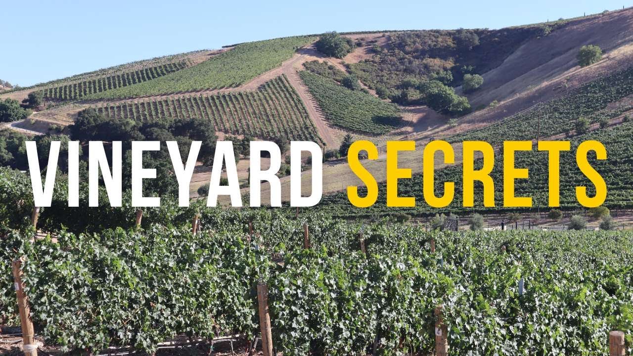 What this Paso Robles Winemaker TAUGHT Robert Mondavi