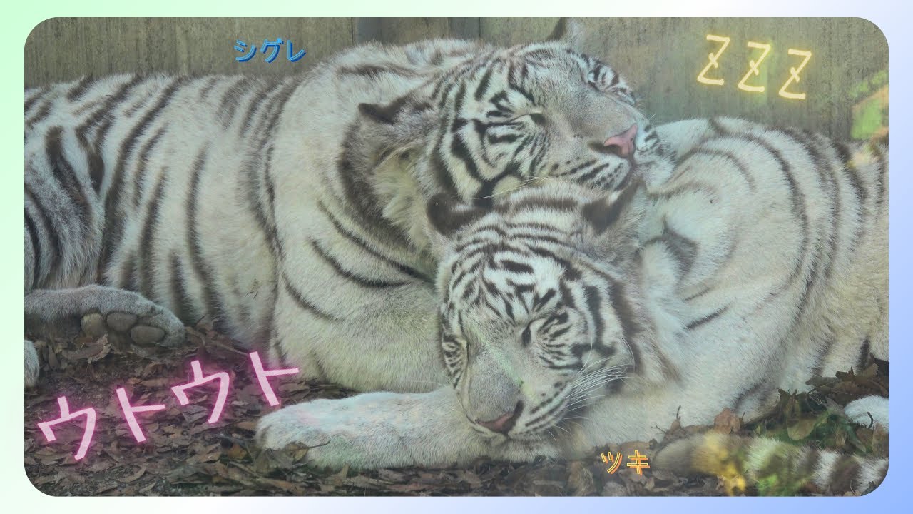 【ウトウト💤　癒し・睡眠導入】伊豆アニマルキングダム　ホワイトタイガー「ツキ」「シグレ」「シロップ」