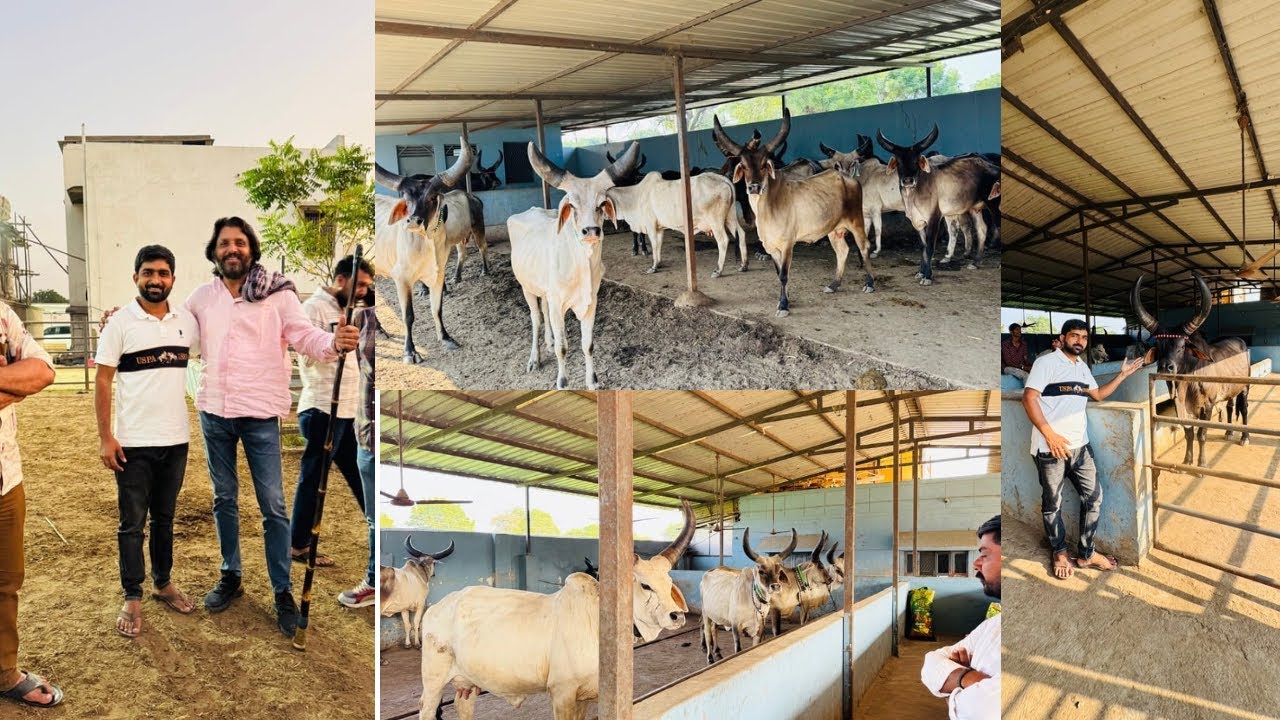 કાંકરેજ કિંગ લાલા ભાઈ કઠવાડા #bharattharanikankrejcow #cow #farming #cowlover 